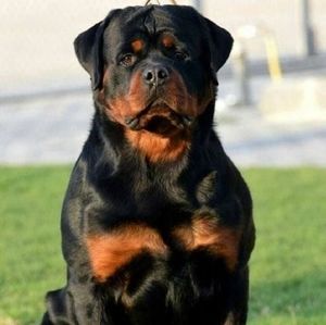 Meet your Posher, Richie